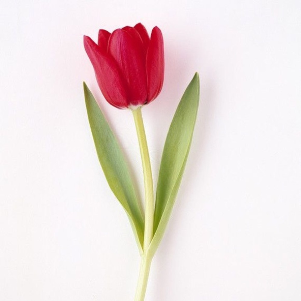 Meet your Posher, Jacqueline